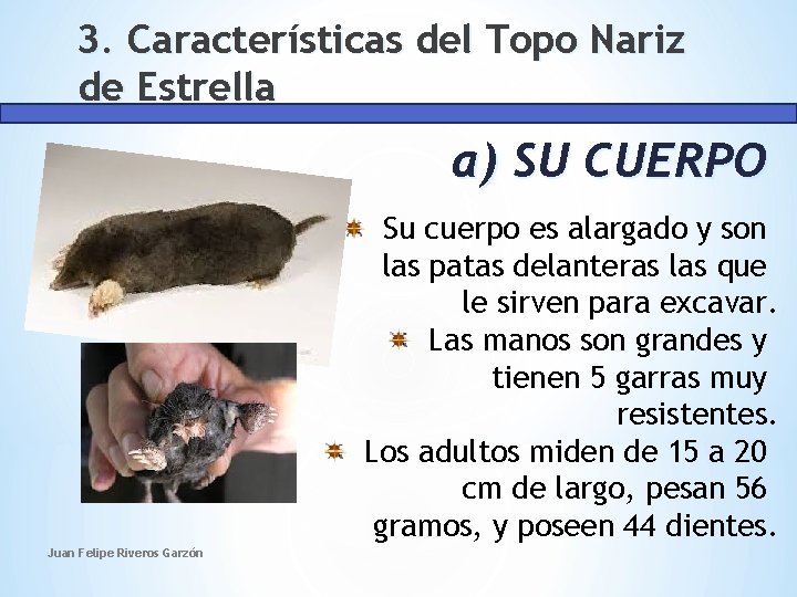 3. Características del Topo Nariz de Estrella a) SU CUERPO Su cuerpo es alargado