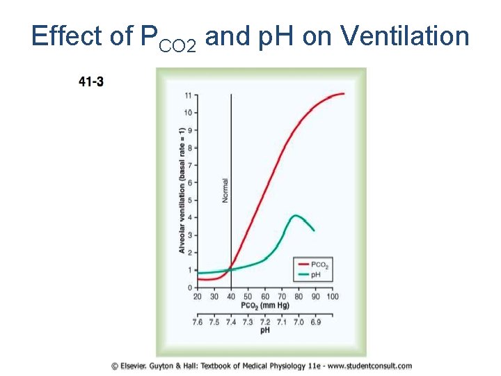 Effect of PCO 2 and p. H on Ventilation 