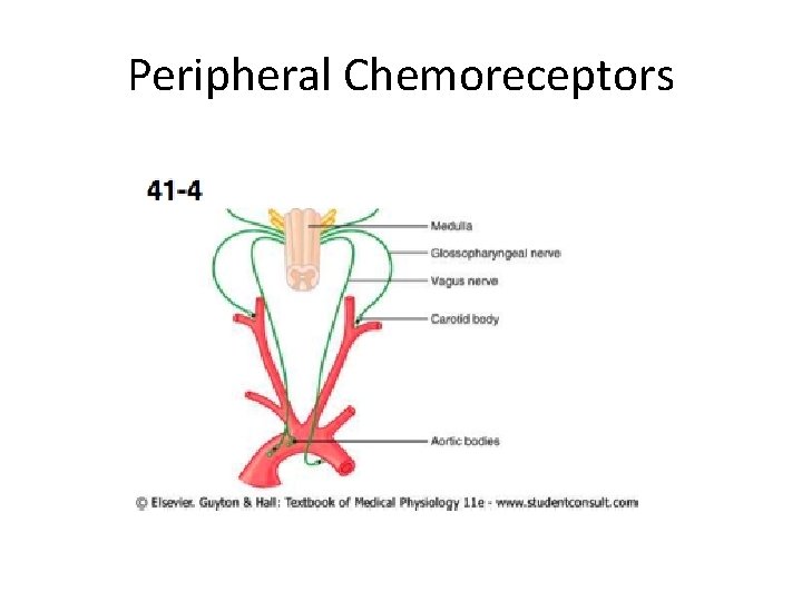 Peripheral Chemoreceptors 