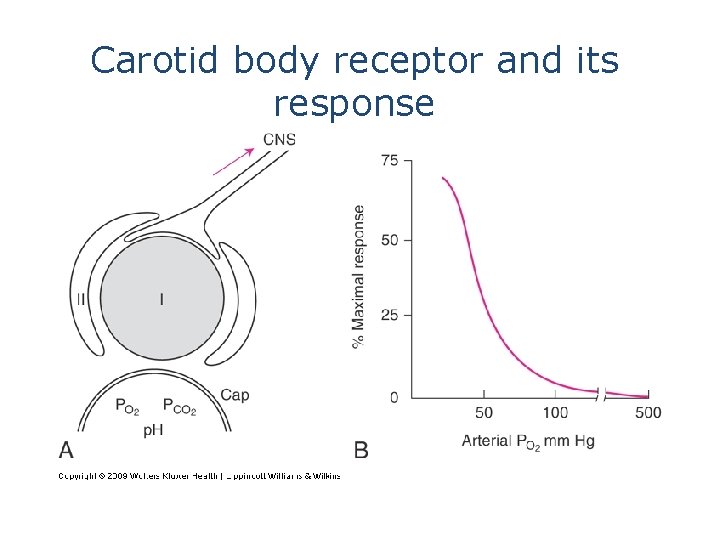 Carotid body receptor and its response 