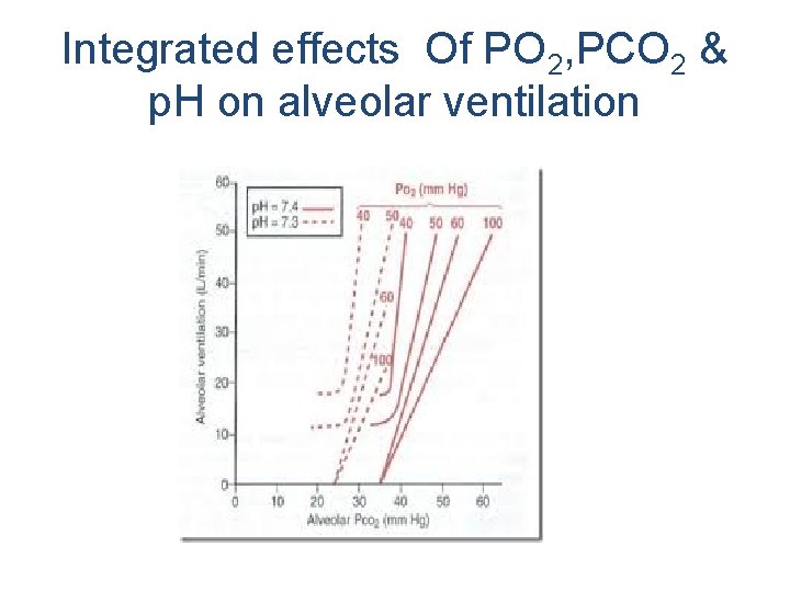 Integrated effects Of PO 2, PCO 2 & p. H on alveolar ventilation 