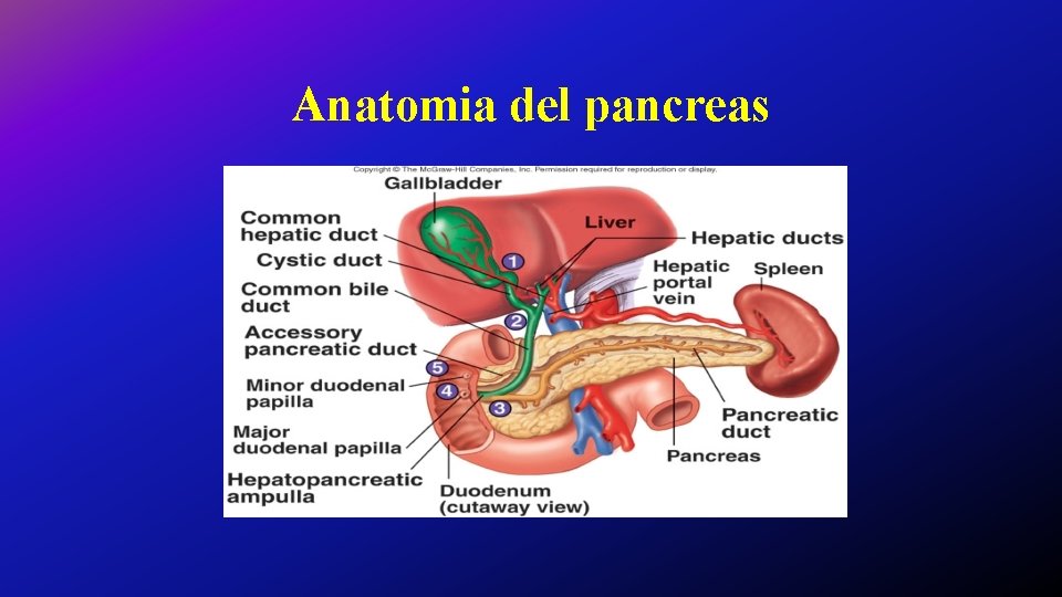 Anatomia del pancreas 