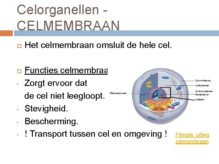 Celorganellen - CELMEMBRAAN Het celmembraan omsluit de hele cel. Functies celmembraan: • Zorgt ervoor