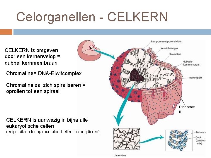 Celorganellen - CELKERN is omgeven door een kernenvelop = dubbel kernmembraan Chromatine= DNA-Eiwitcomplex Chromatine