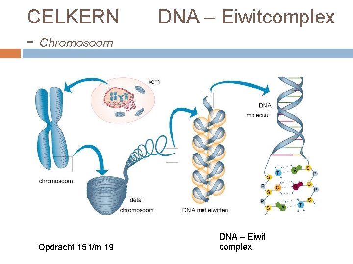 CELKERN DNA – Eiwitcomplex - Chromosoom Opdracht 15 t/m 19 DNA – Eiwit complex