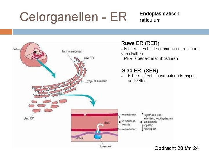  Celorganellen - ER Endoplasmatisch reticulum Ruwe ER (RER) - Is betrokken bij de