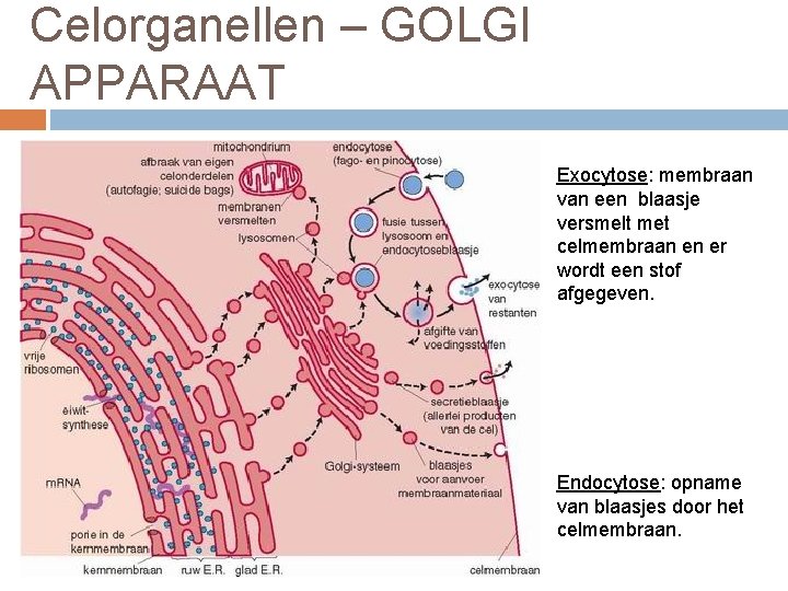 Celorganellen – GOLGI APPARAAT Exocytose: membraan van een blaasje versmelt met celmembraan en er