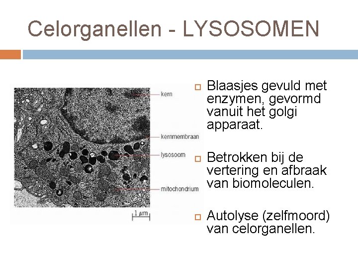 Celorganellen - LYSOSOMEN Blaasjes gevuld met enzymen, gevormd vanuit het golgi apparaat. Betrokken bij