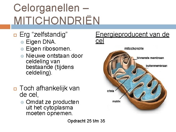 Celorganellen – MITICHONDRIËN Erg “zelfstandig” Eigen DNA. Eigen ribosomen. Nieuwe ontstaan door celdeling van