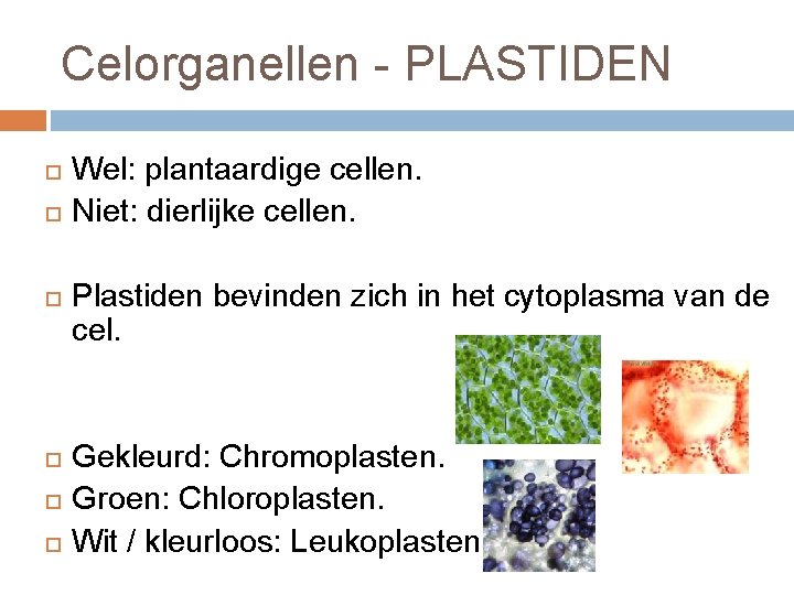 Celorganellen - PLASTIDEN Wel: plantaardige cellen. Niet: dierlijke cellen. Plastiden bevinden zich in het