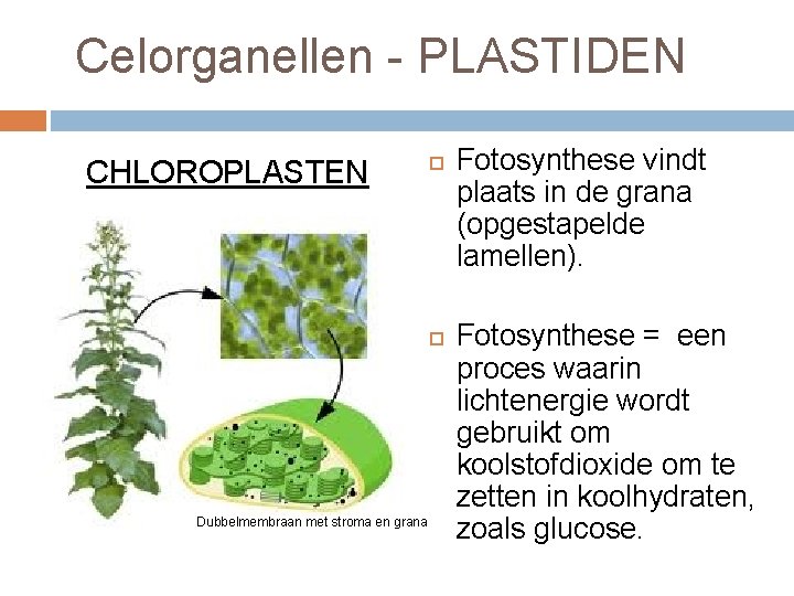 Celorganellen - PLASTIDEN CHLOROPLASTEN Dubbelmembraan met stroma en grana Fotosynthese vindt plaats in de