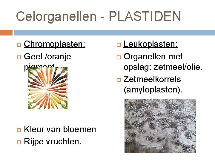 Celorganellen - PLASTIDEN Chromoplasten: Geel /oranje pigment. Kleur van bloemen Rijpe vruchten. Leukoplasten: Organellen