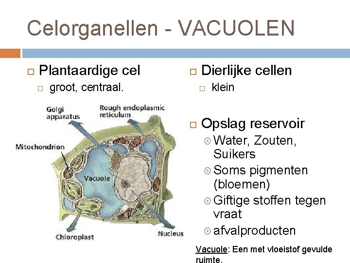 Celorganellen - VACUOLEN Plantaardige cel groot, centraal. Dierlijke cellen klein Opslag reservoir Water, Zouten,