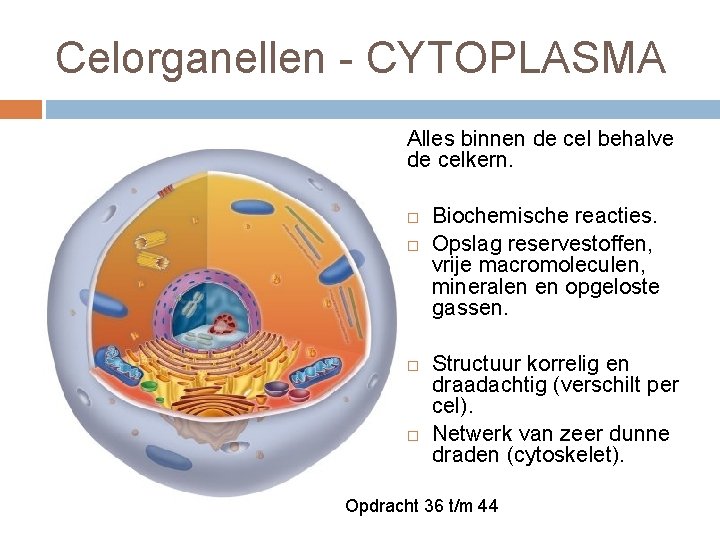 Celorganellen - CYTOPLASMA Alles binnen de cel behalve de celkern. Biochemische reacties. Opslag reservestoffen,