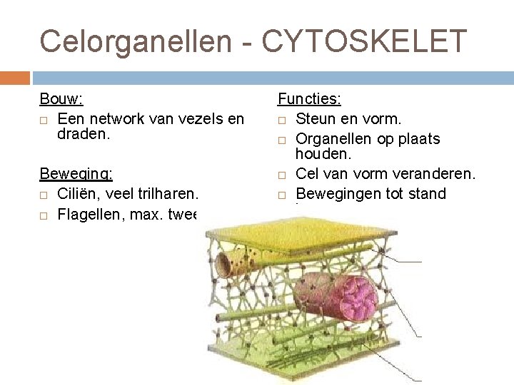 Celorganellen - CYTOSKELET Bouw: Een network van vezels en draden. Beweging: Ciliën, veel trilharen.