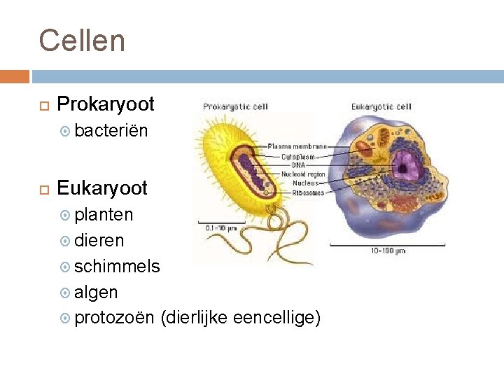 Cellen Prokaryoot bacteriën Eukaryoot planten dieren schimmels algen protozoën (dierlijke eencellige) 