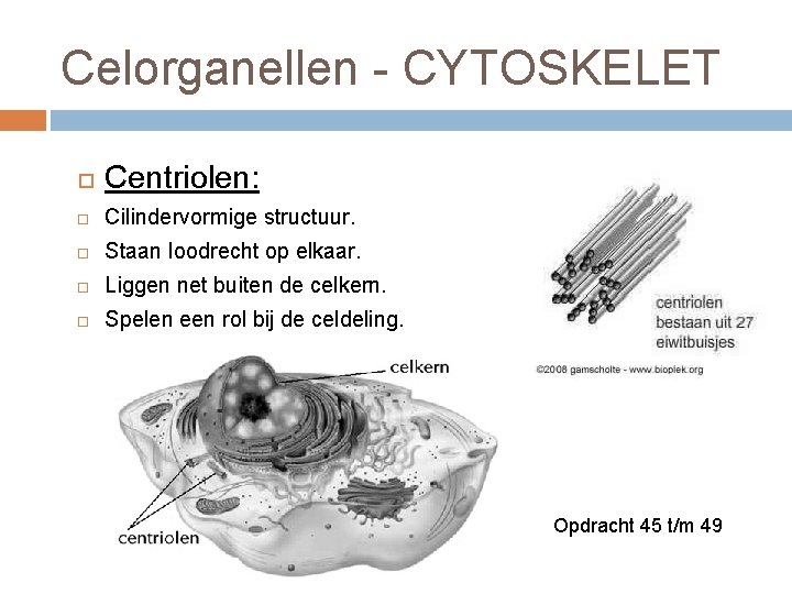 Celorganellen - CYTOSKELET Centriolen: Cilindervormige structuur. Staan loodrecht op elkaar. Liggen net buiten de