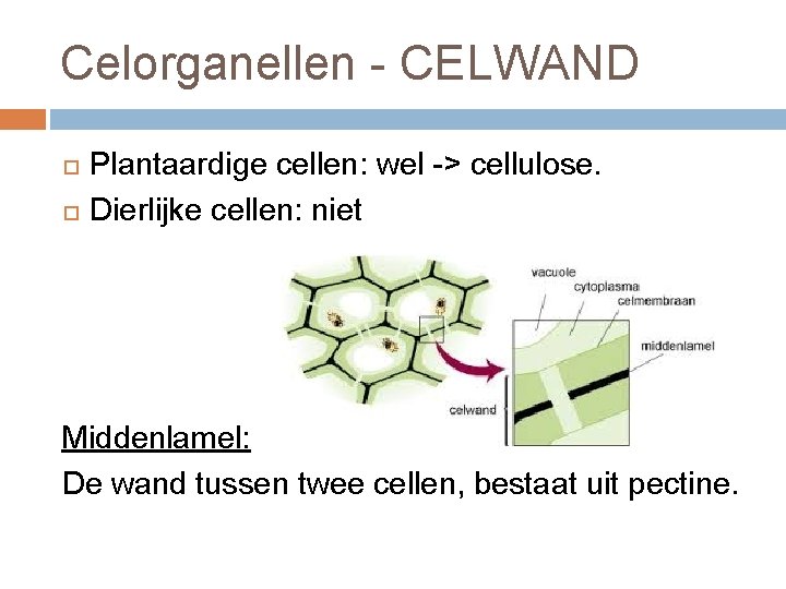 Celorganellen - CELWAND Plantaardige cellen: wel -> cellulose. Dierlijke cellen: niet Middenlamel: De wand