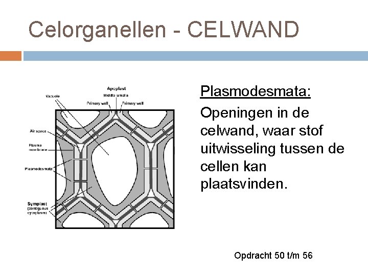 Celorganellen - CELWAND Plasmodesmata: Openingen in de celwand, waar stof uitwisseling tussen de cellen