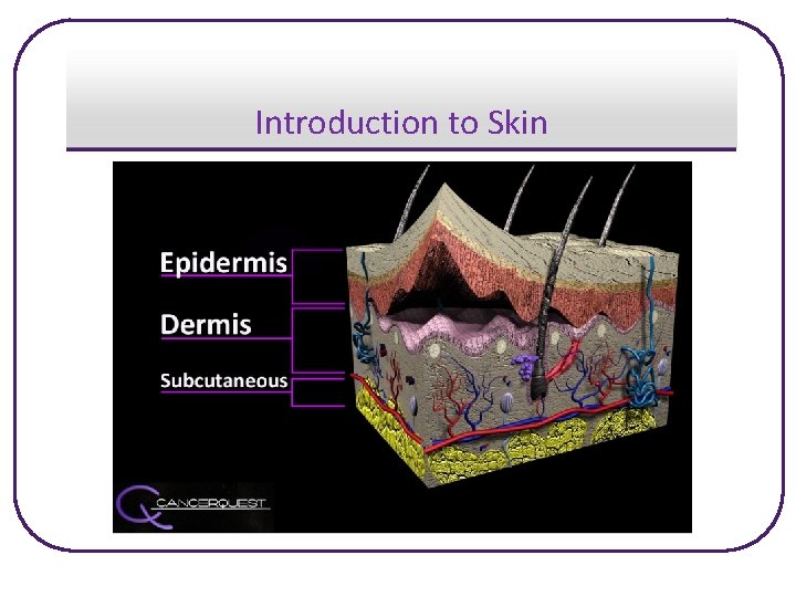 Introduction to Skin 