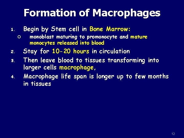 Formation of Macrophages Begin by Stem cell in Bone Marrow: 1. 2. 3. 4.
