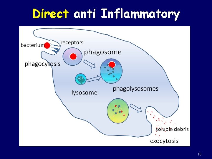 Direct anti Inflammatory 16 