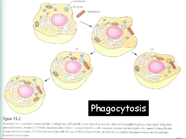 Phagocytosis 