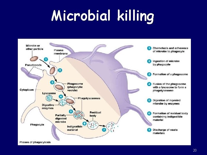Microbial killing 20 