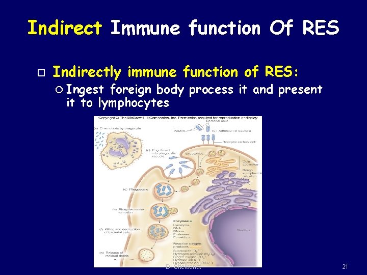 Indirect Immune function Of RES Indirectly immune function of RES: Ingest foreign body process