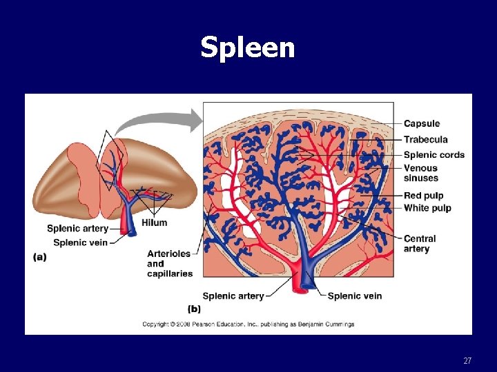 Spleen 27 