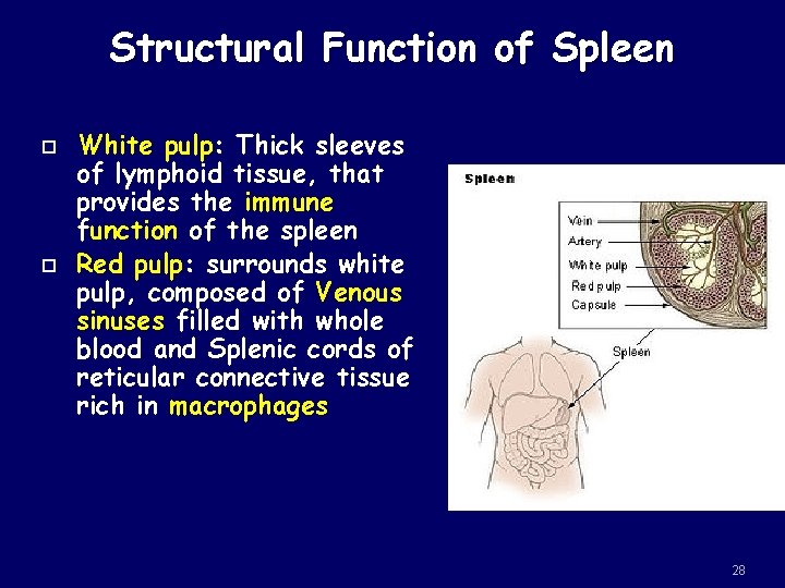 Structural Function of Spleen White pulp: Thick sleeves of lymphoid tissue, that provides the