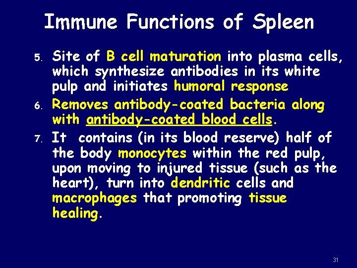 Immune Functions of Spleen 5. 6. 7. Site of B cell maturation into plasma