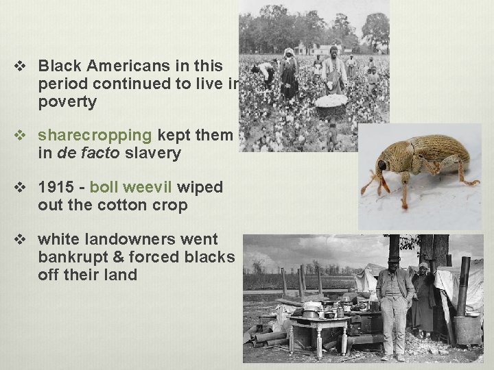 v Black Americans in this period continued to live in poverty v sharecropping kept