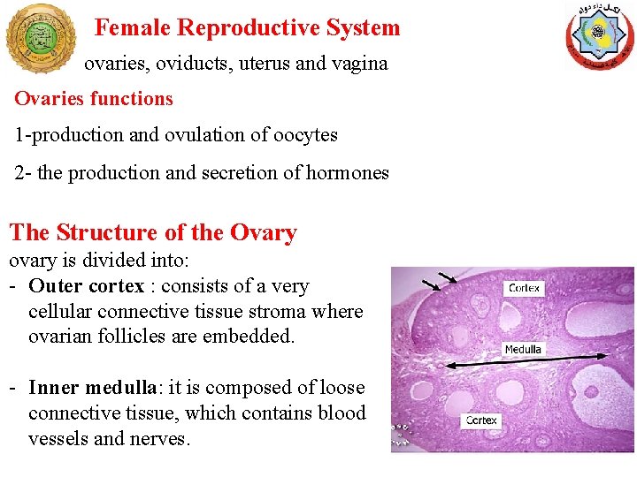 Female Reproductive System ovaries, oviducts, uterus and vagina Ovaries functions 1 -production and ovulation