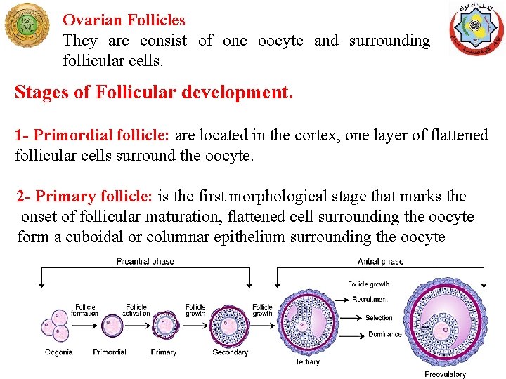 Ovarian Follicles They are consist of one oocyte and surrounding follicular cells. Stages of