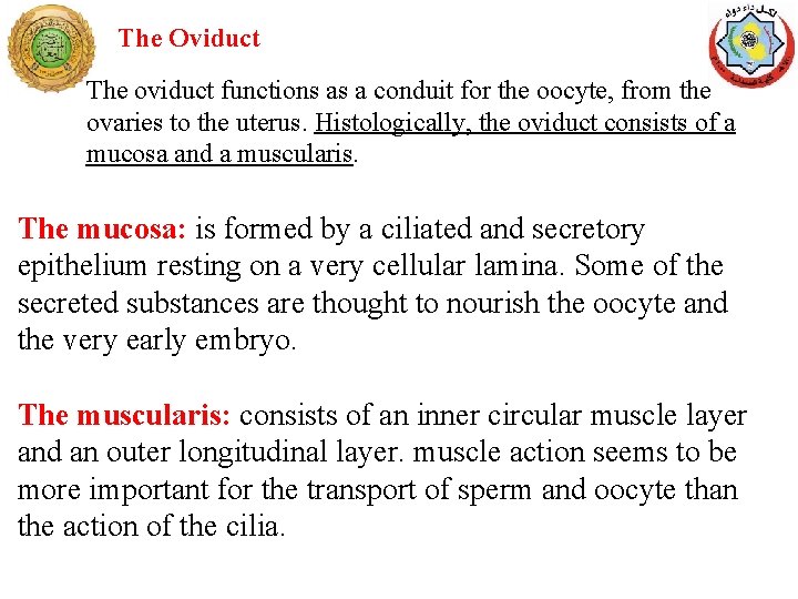 The Oviduct The oviduct functions as a conduit for the oocyte, from the ovaries