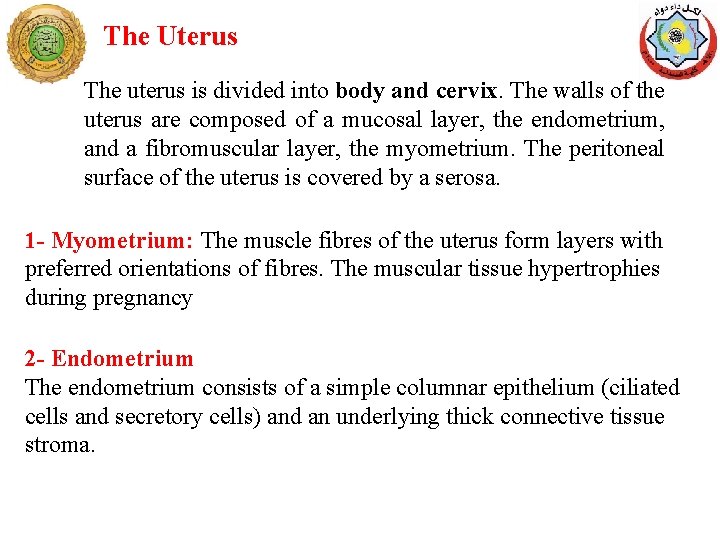 The Uterus The uterus is divided into body and cervix. The walls of the