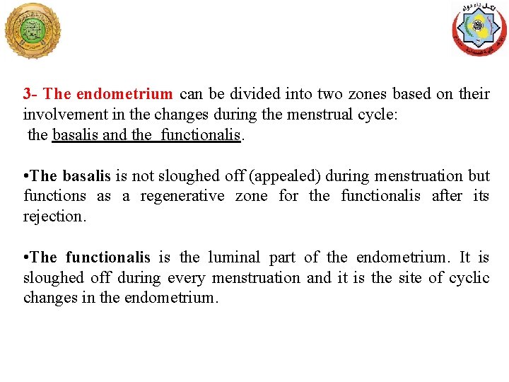 3 - The endometrium can be divided into two zones based on their involvement