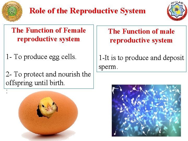 Role of the Reproductive System The Function of Female reproductive system 1 - To