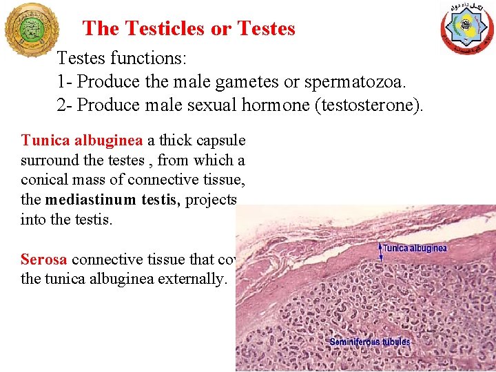 The Testicles or Testes functions: 1 - Produce the male gametes or spermatozoa. 2