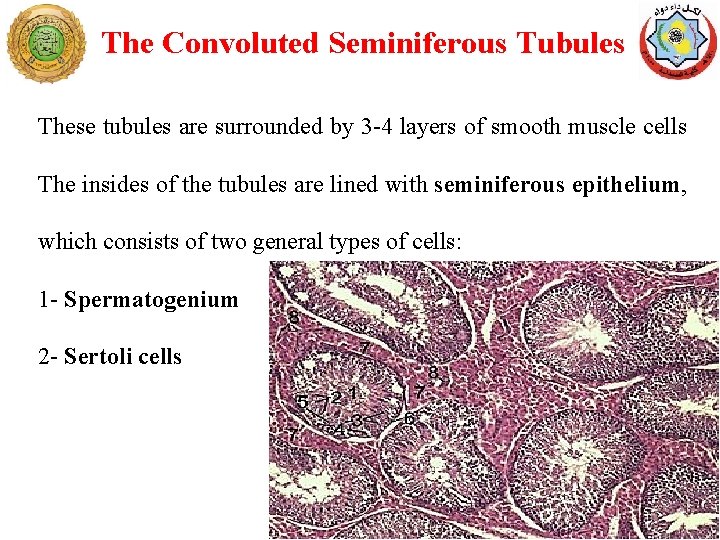 The Convoluted Seminiferous Tubules These tubules are surrounded by 3 -4 layers of smooth