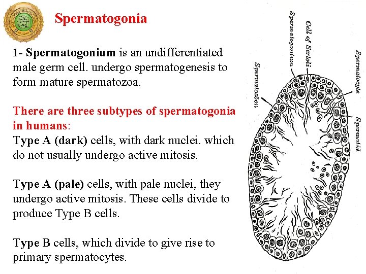 Spermatogonia 1 - Spermatogonium is an undifferentiated male germ cell. undergo spermatogenesis to form