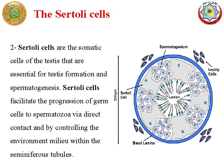 The Sertoli cells 2 - Sertoli cells are the somatic cells of the testis