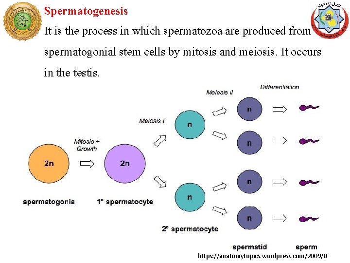 Spermatogenesis It is the process in which spermatozoa are produced from spermatogonial stem cells