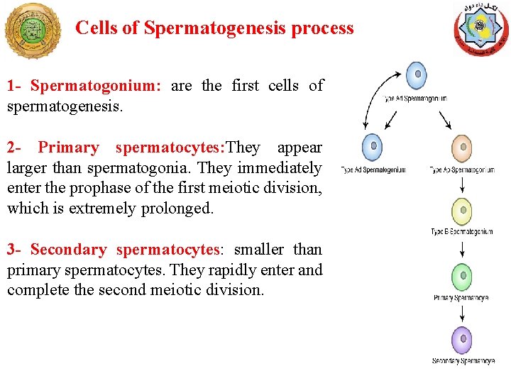 Cells of Spermatogenesis process 1 - Spermatogonium: are the first cells of spermatogenesis. 2