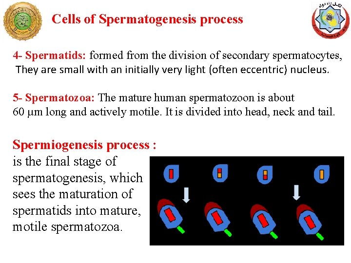 Cells of Spermatogenesis process 4 - Spermatids: formed from the division of secondary spermatocytes,