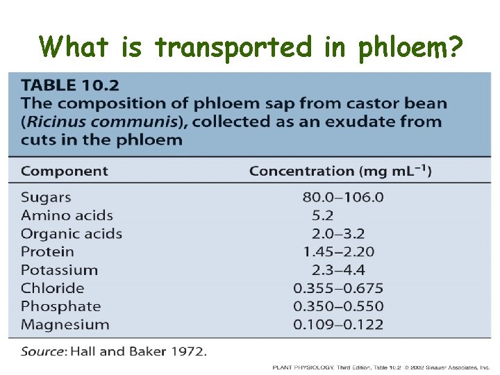 What is transported in phloem? 