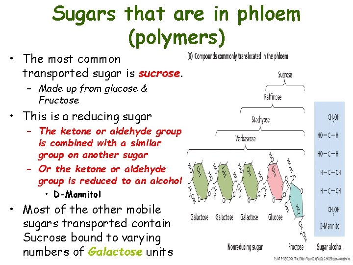 Sugars that are in phloem (polymers) • The most common transported sugar is sucrose.