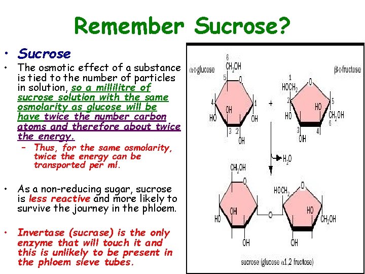 Remember Sucrose? • Sucrose • The osmotic effect of a substance is tied to