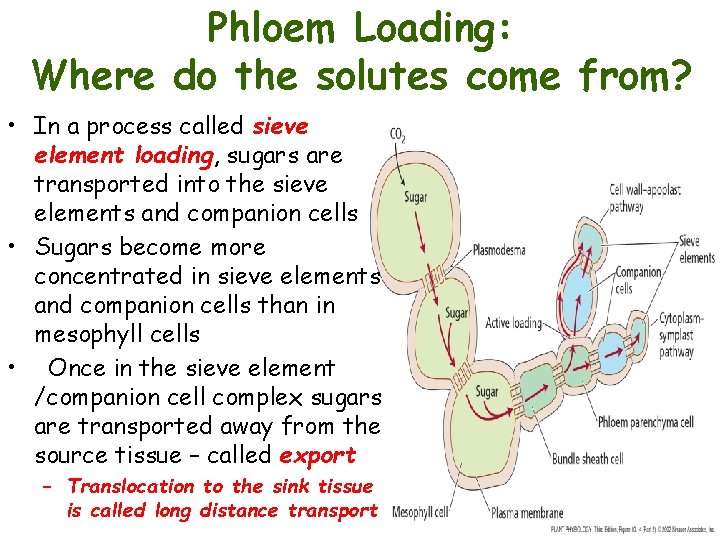 Phloem Loading: Where do the solutes come from? • In a process called sieve